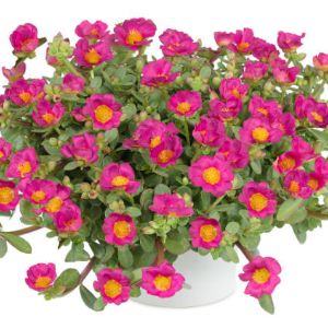 Portulaca